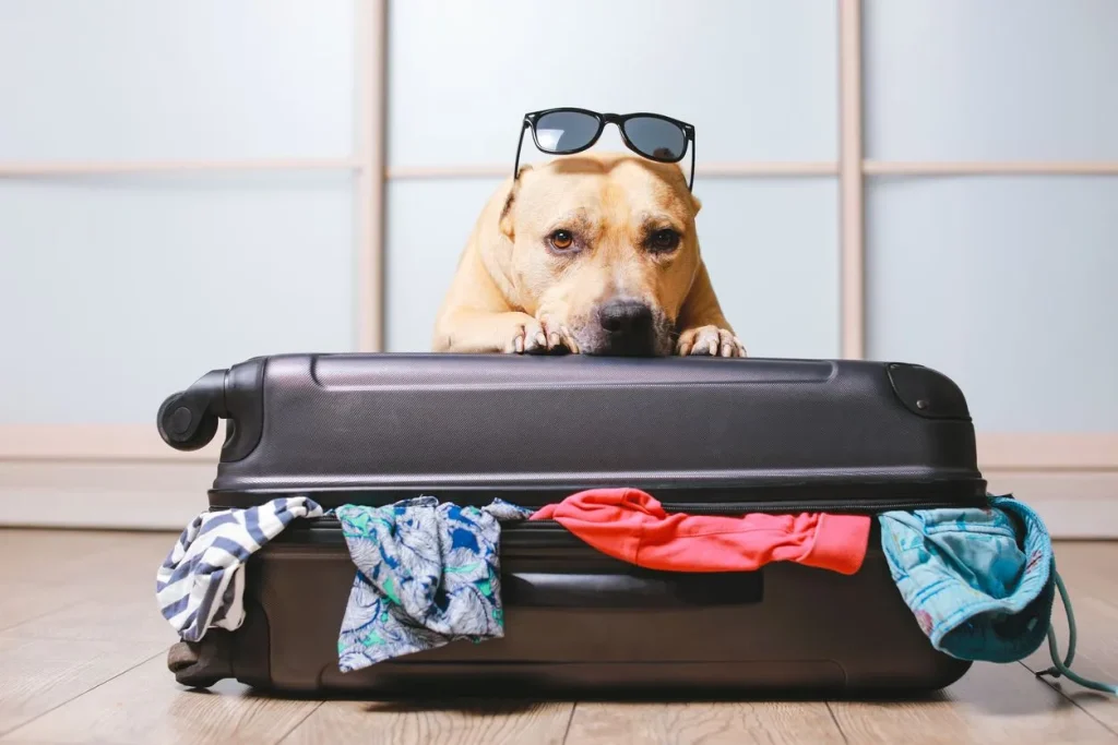 Dog Boarding 1024x683