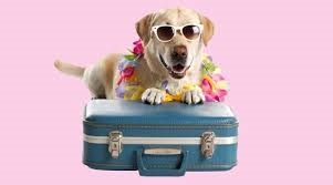 PET BOARDING